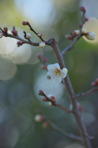 開花宣言