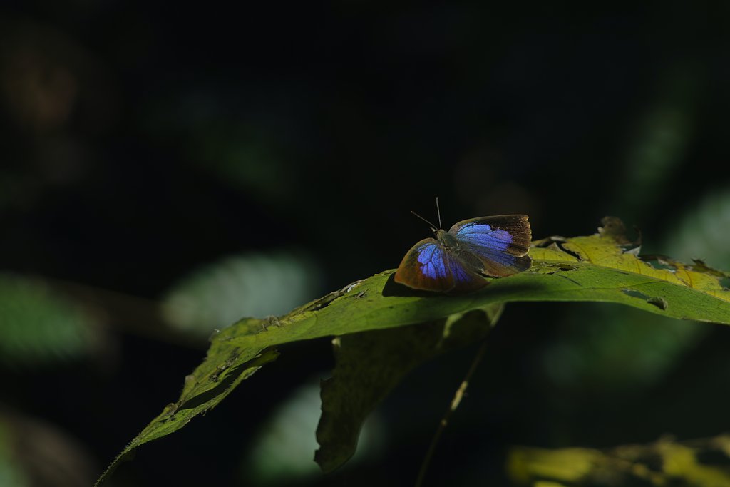 SIGMA 150mm 1:2.8 MACRO + TELE CONVERTER 1.4x