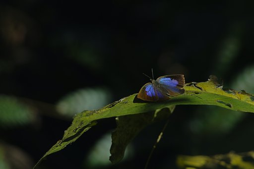 SIGMA 150mm 1:2.8 MACRO + TELE CONVERTER 1.4x