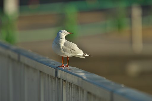 あいさつ