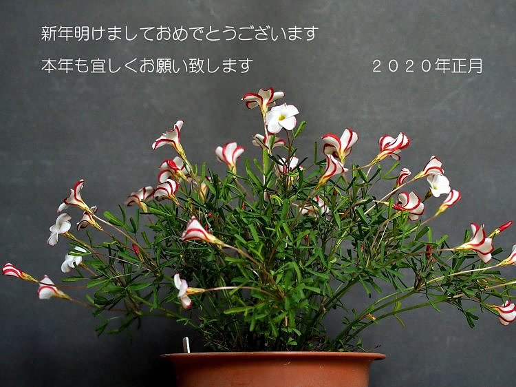 年賀