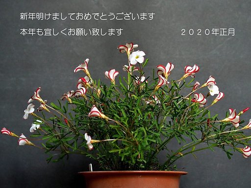 12月31日の写真