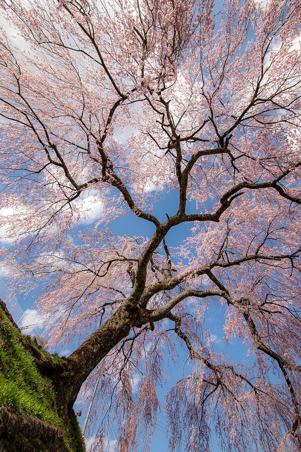 岩太郎しだれ桜
