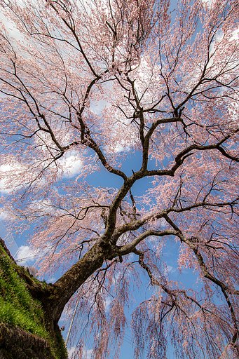岩太郎しだれ桜