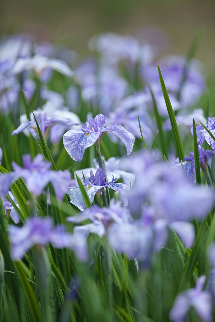 花菖蒲