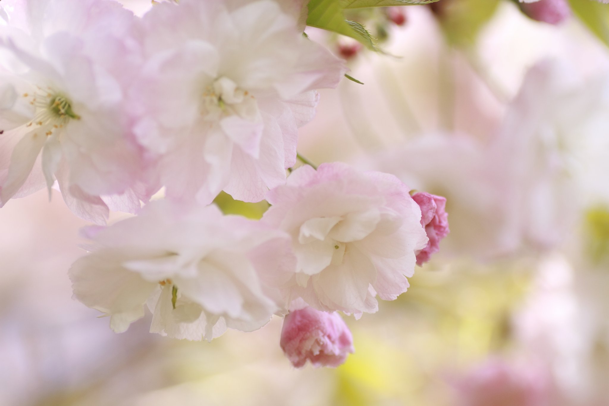 桜「松月」