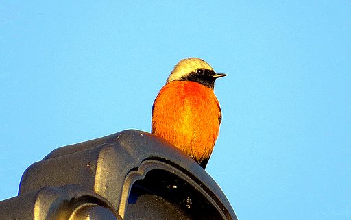 屋根の上のジョウビタキ