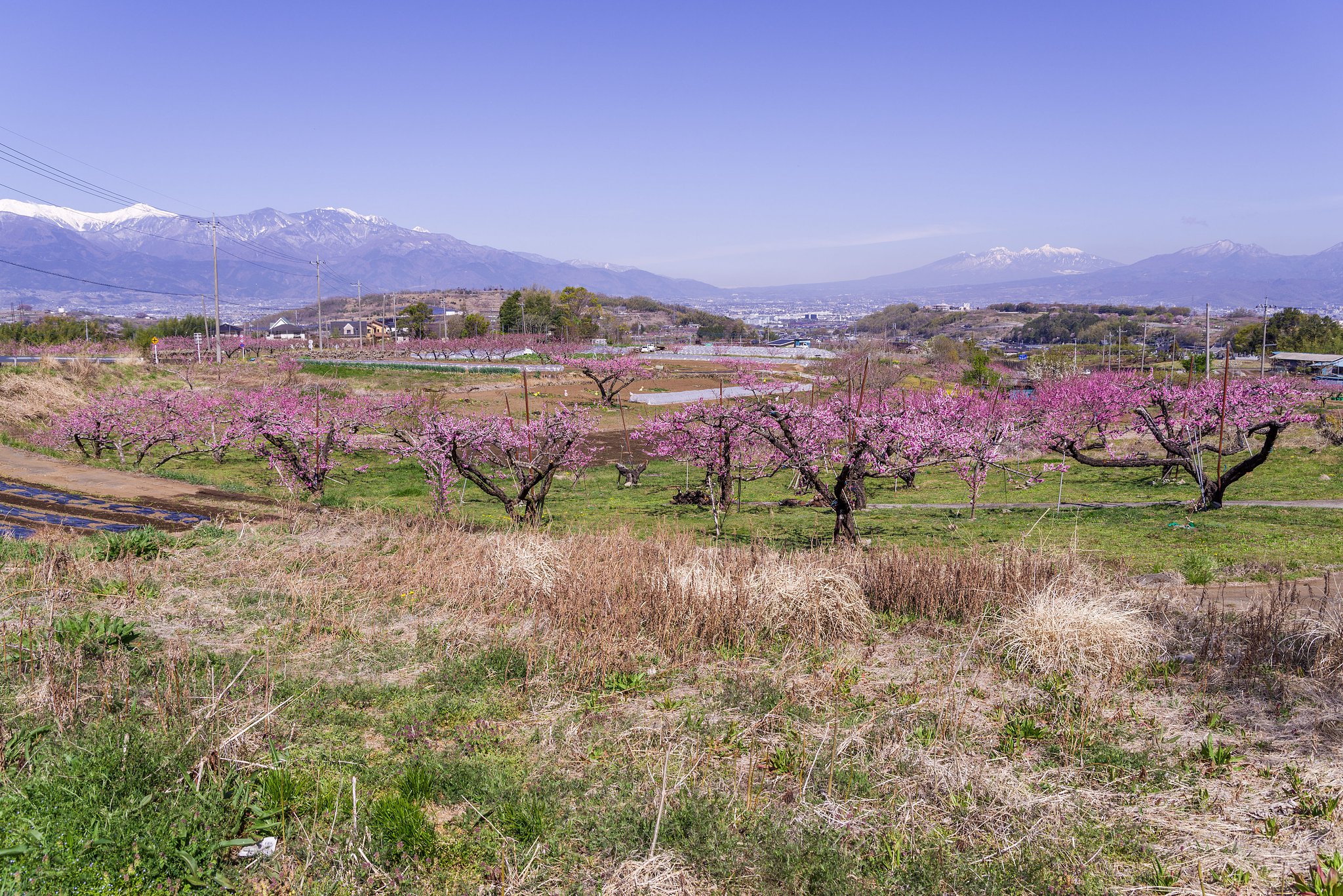 甲府の春