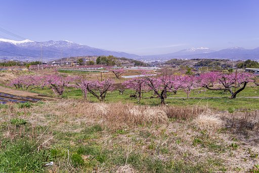 甲府の春
