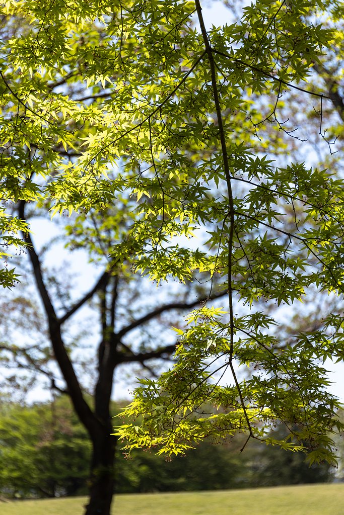 EF24-70mm f/4L IS USM