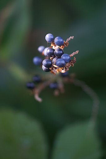 ヤブミョウガの実
