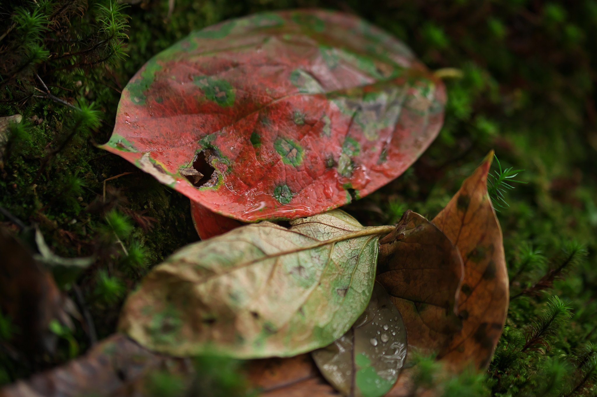 柿紅葉
