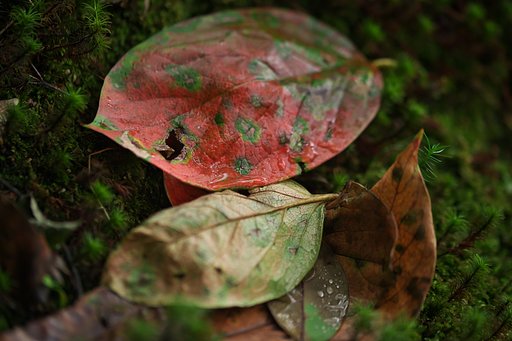 柿紅葉