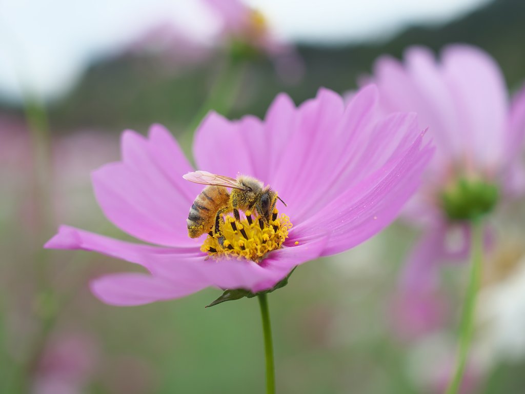 花粉