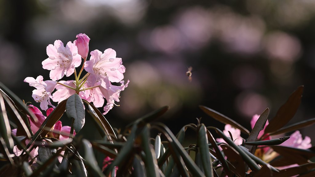 シャクナゲの花咲く頃