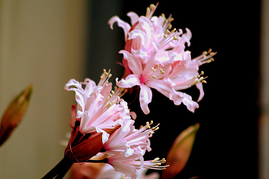 Canon FD70-210mmF4