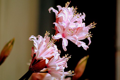 Canon FD70-210mmF4