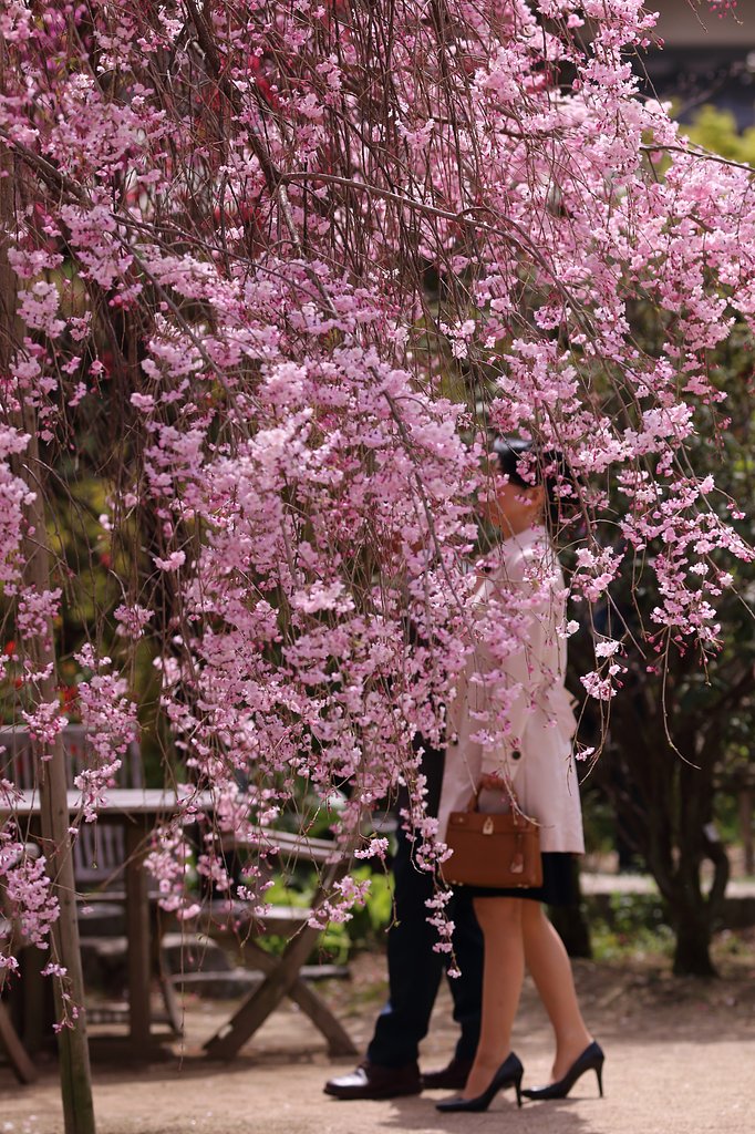 花の色香も蜃気楼