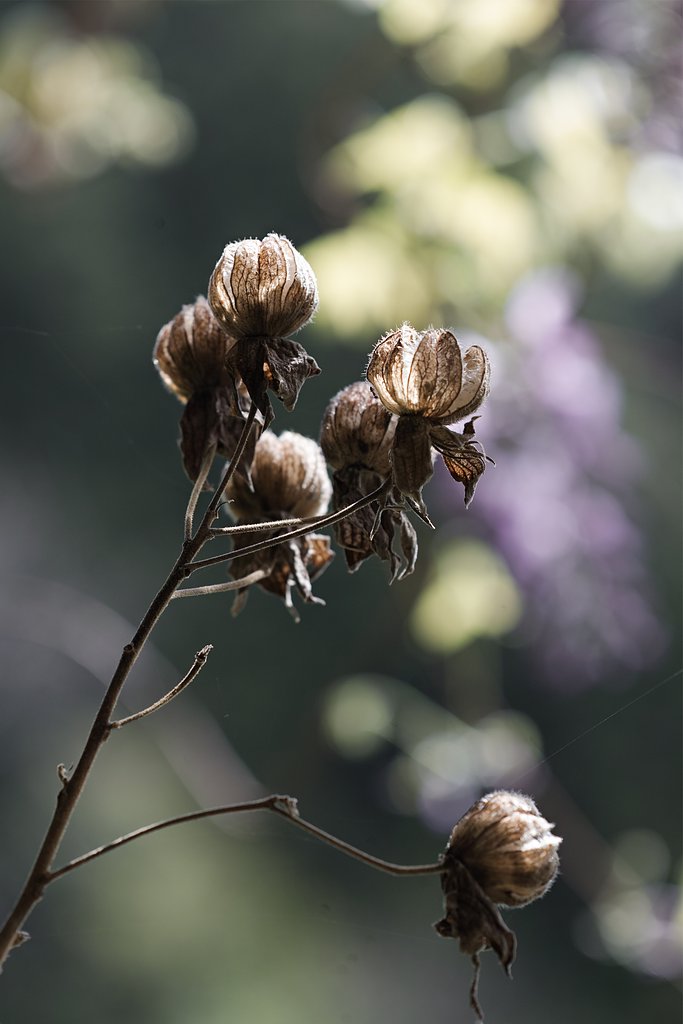 CONTAX  AMP120mmF4