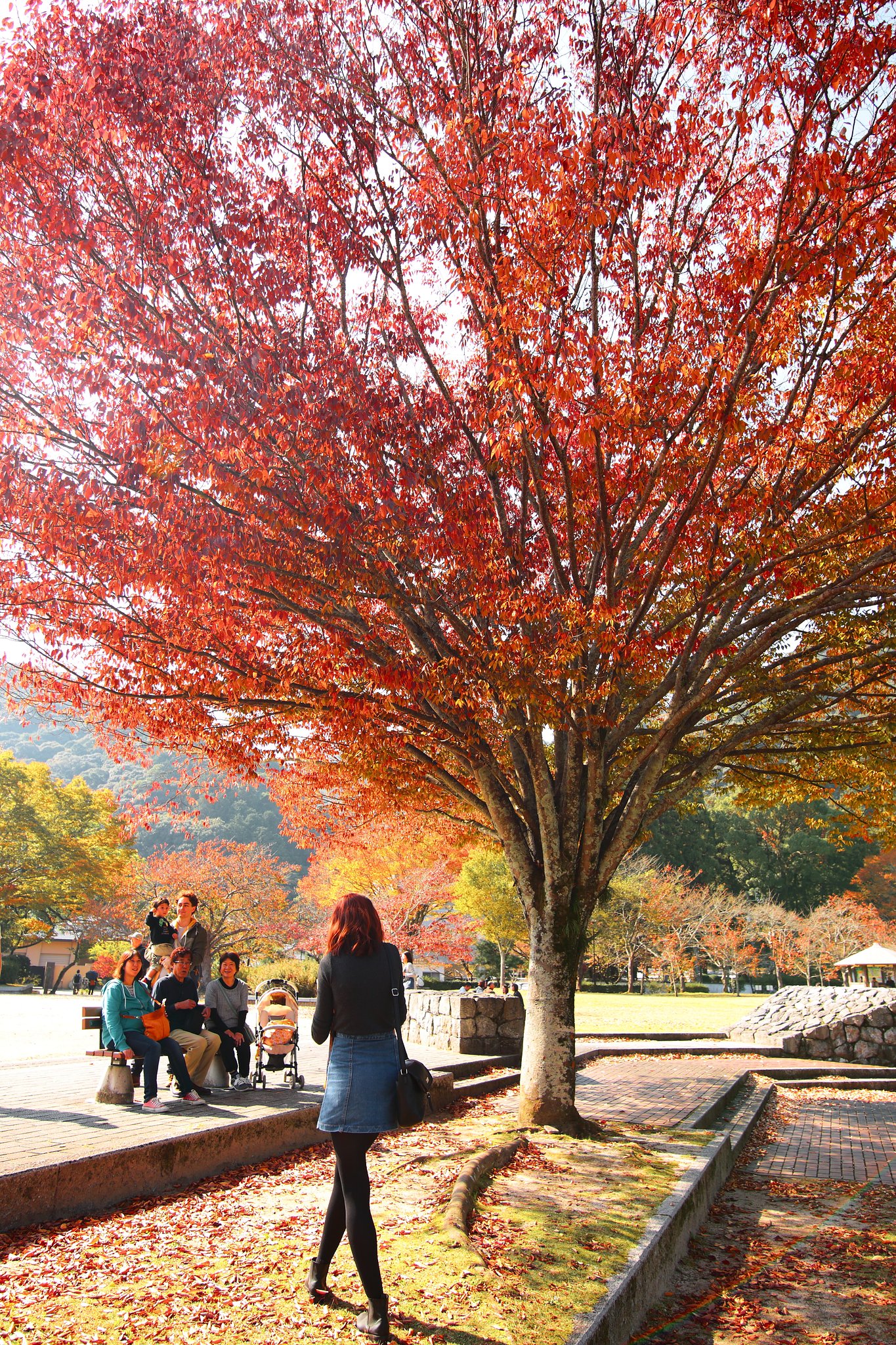 広角レンズで撮影する紅葉景色（2017)