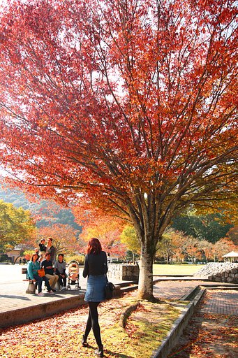 広角レンズで撮影する紅葉景色（2017)