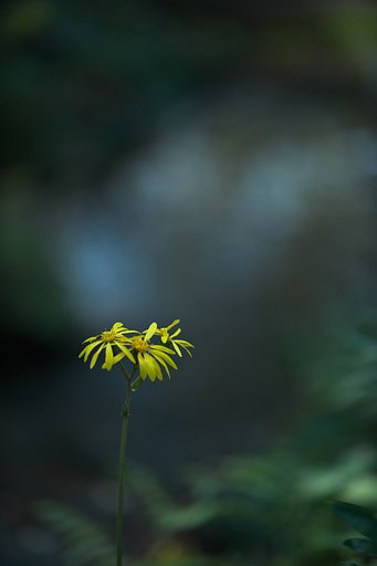 ツワブキ