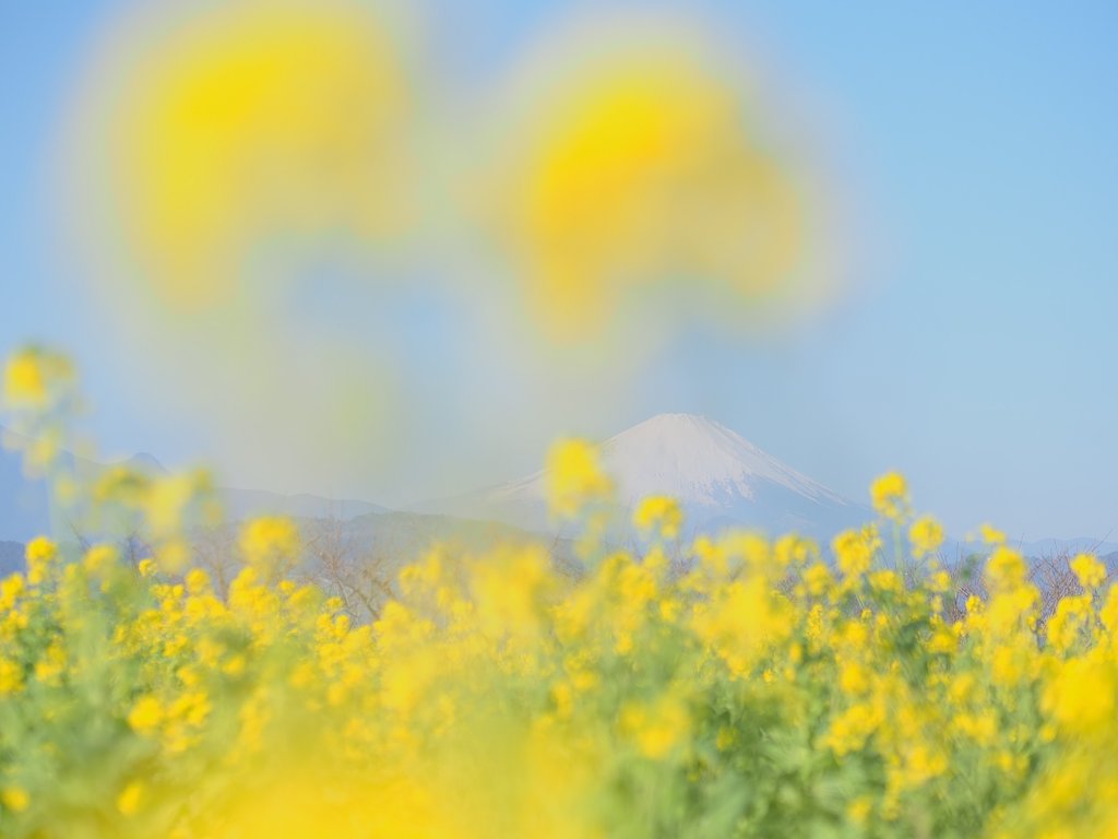 湧き上がる春