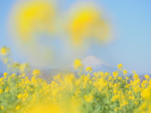 湧き上がる春