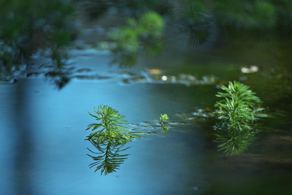 水生植物