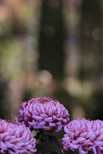 広島城菊花展