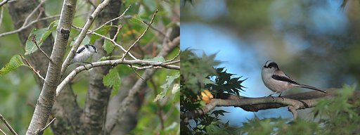 秋、緑林に憩う(3)