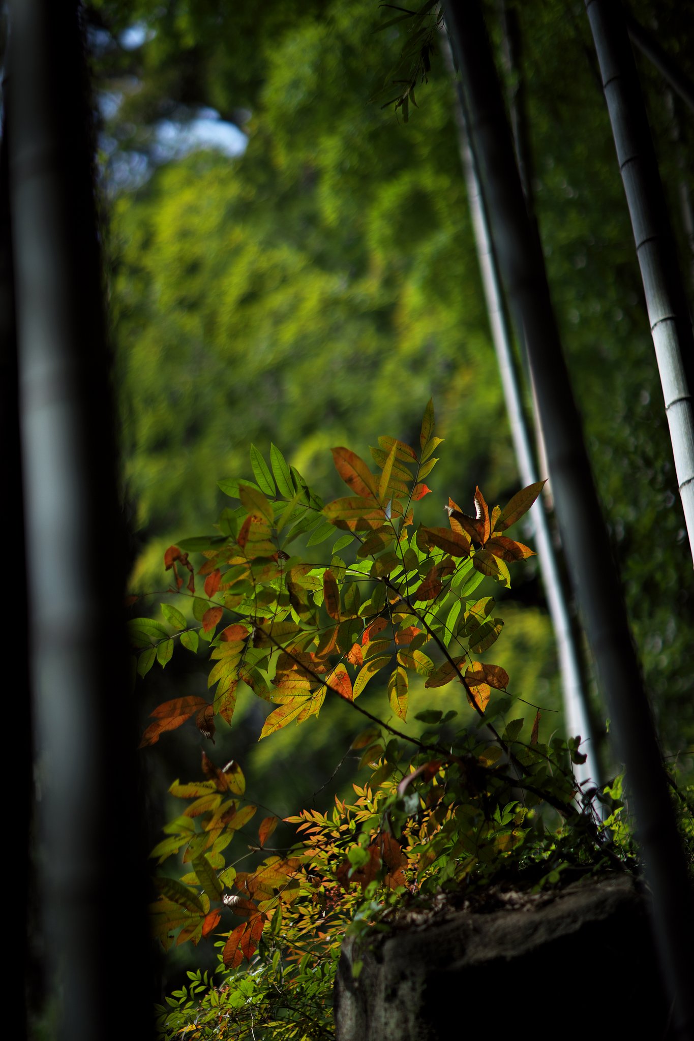 紅葉