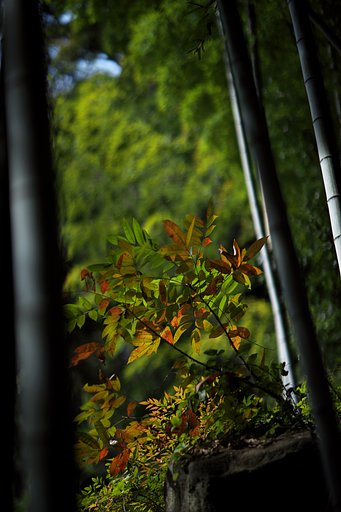紅葉