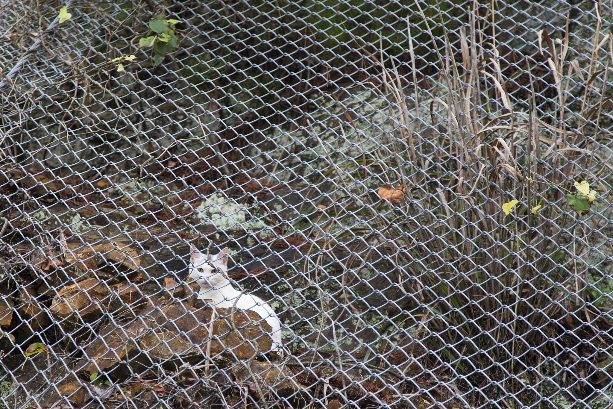 折居の外猫