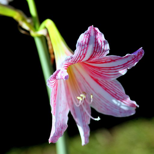 白筋アマリリスの花
