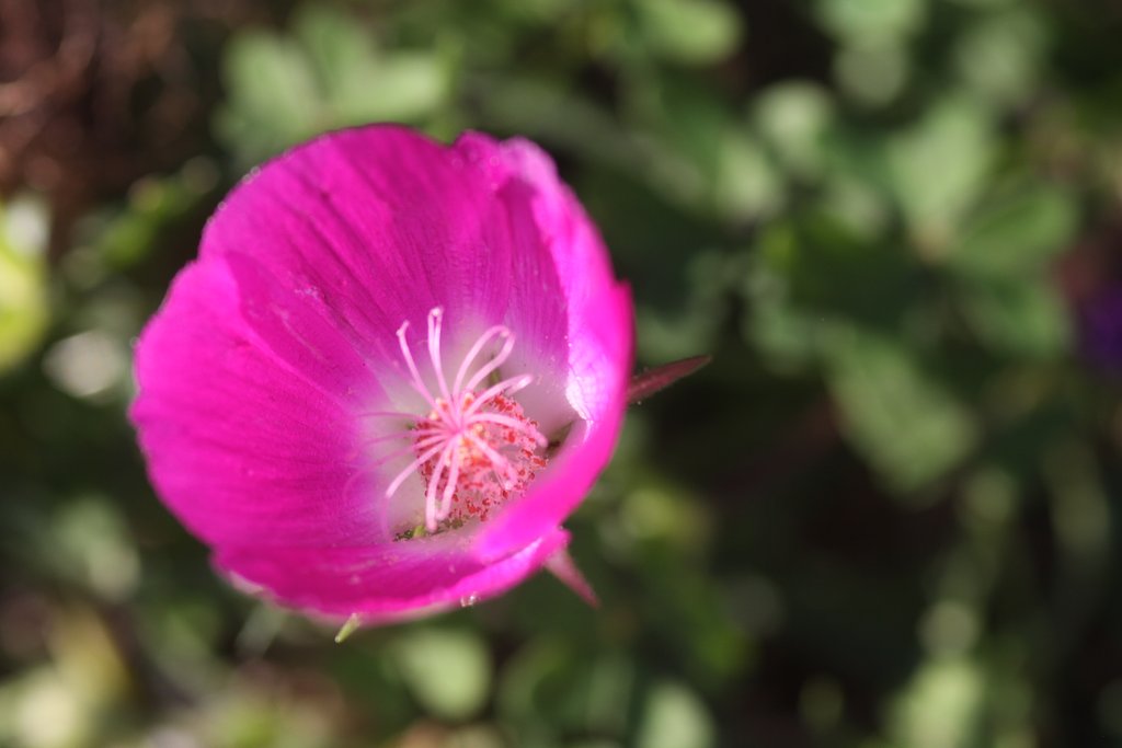 Sigma105mmF2.8Macro