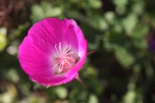 Sigma105mmF2.8Macro