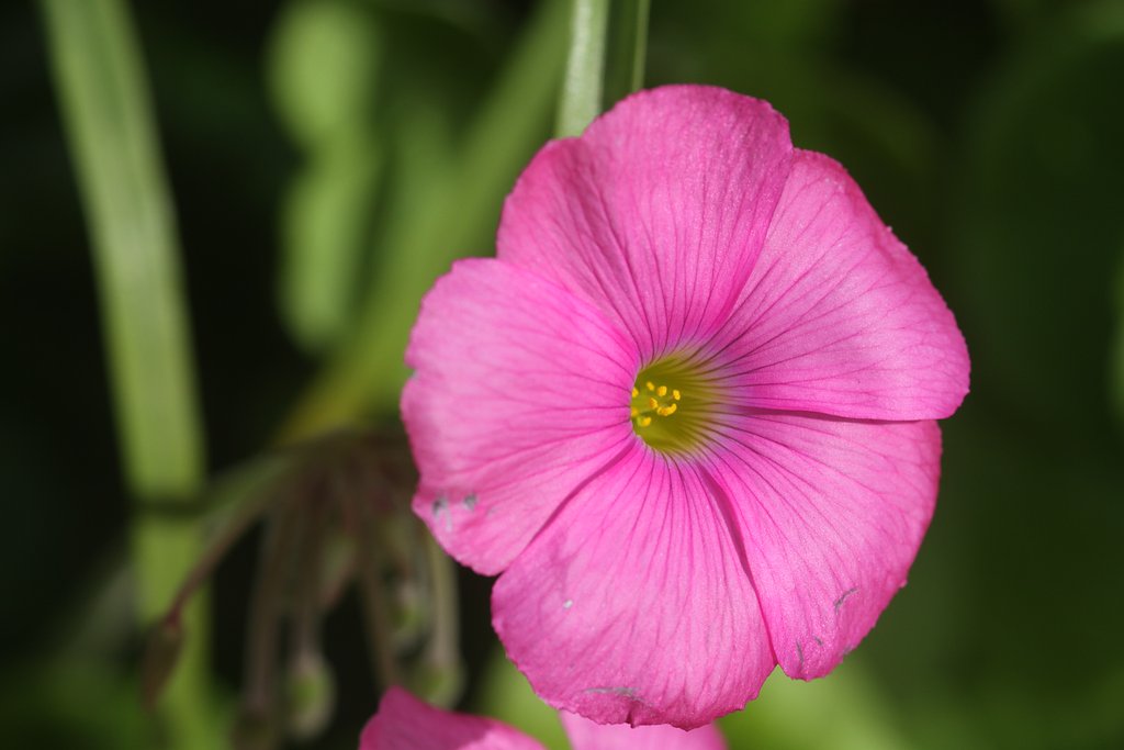 Sigma105mmF2.8Macro