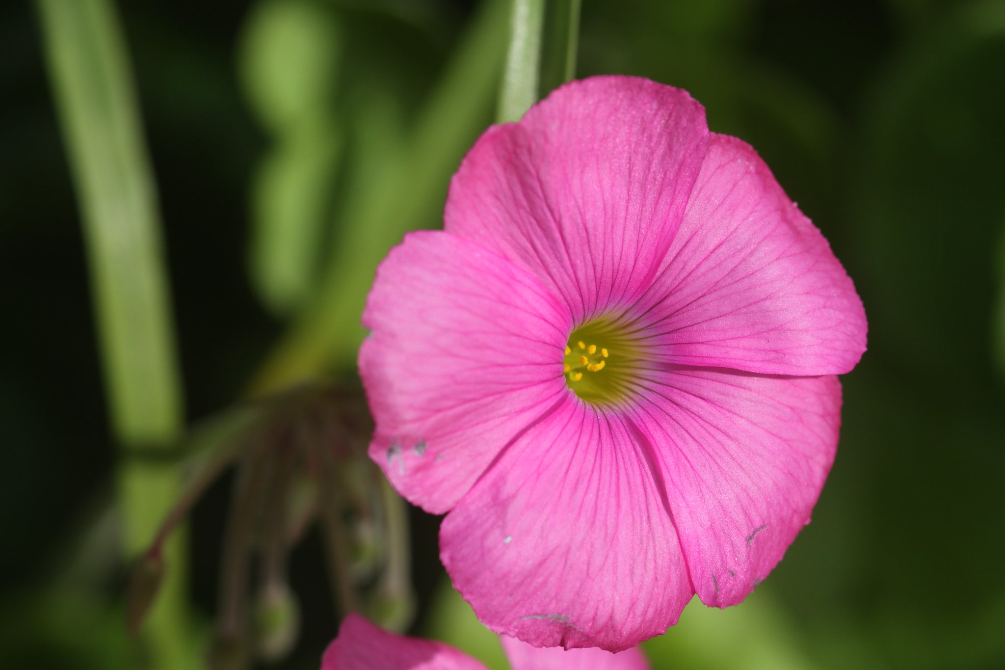 Sigma105mmF2.8Macro