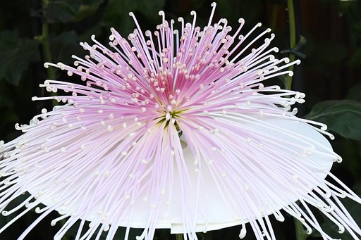 菊