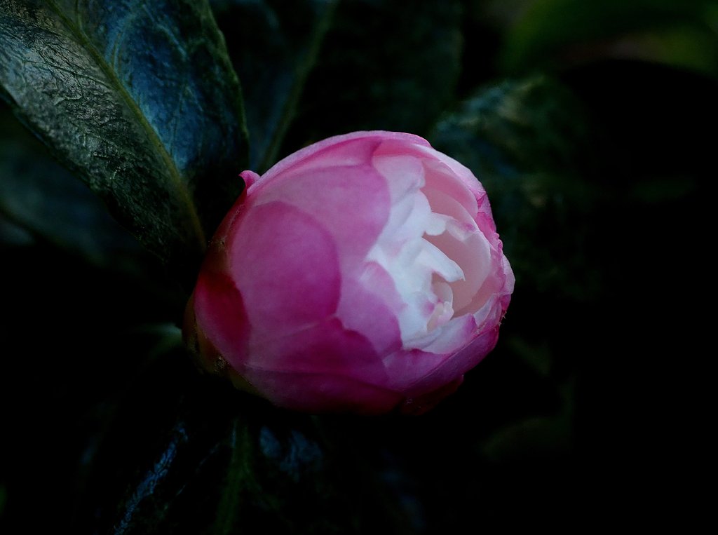山茶花　‘朝倉’