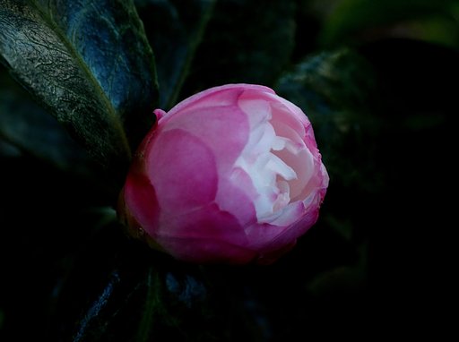 山茶花　‘朝倉’