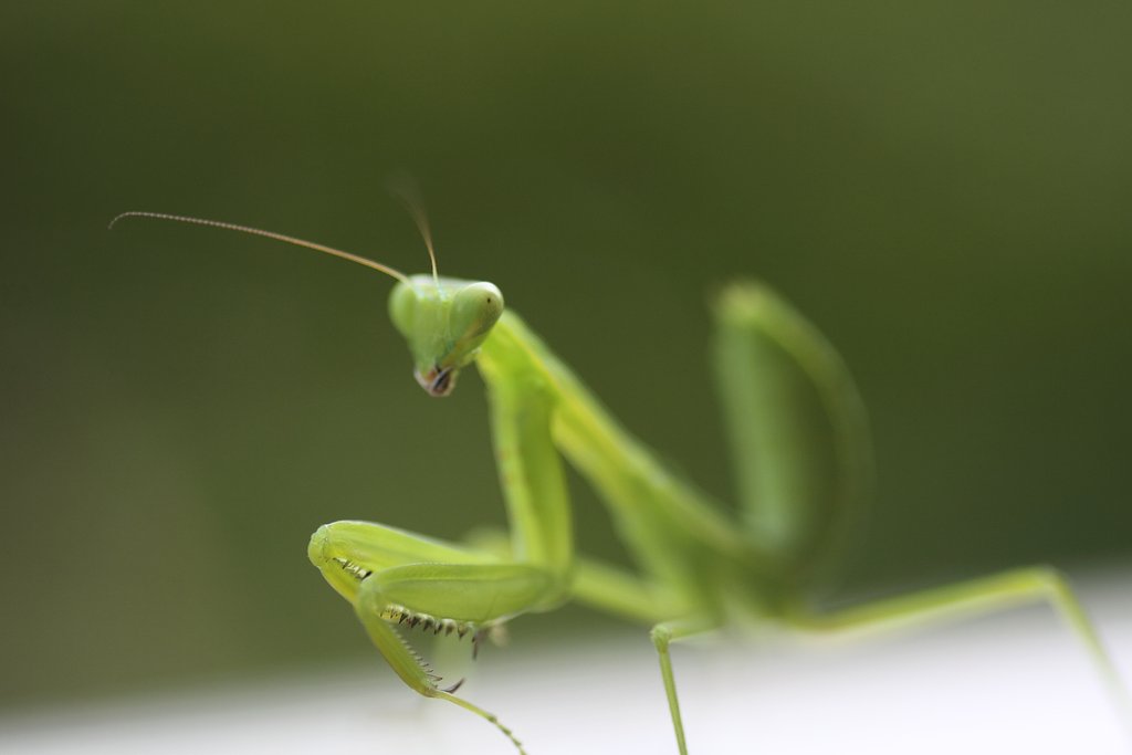 Tamron 90mm f2.8 macro 172E