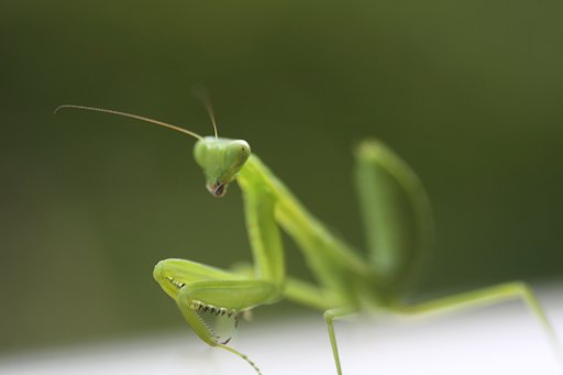 Tamron 90mm f2.8 macro 172E