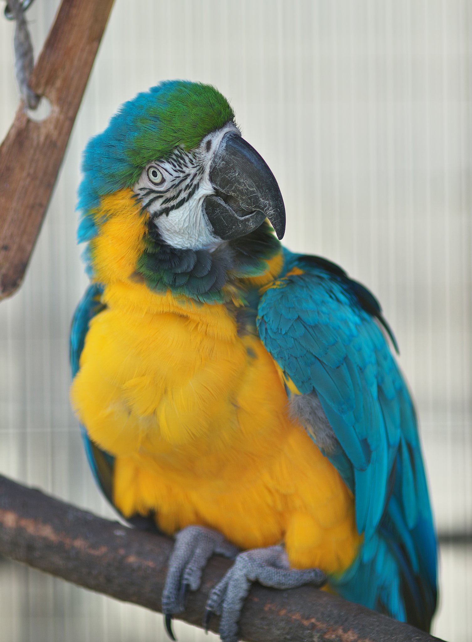 インコ