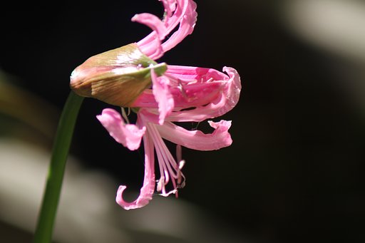 忘れていたレンズで撮っったネリネ
