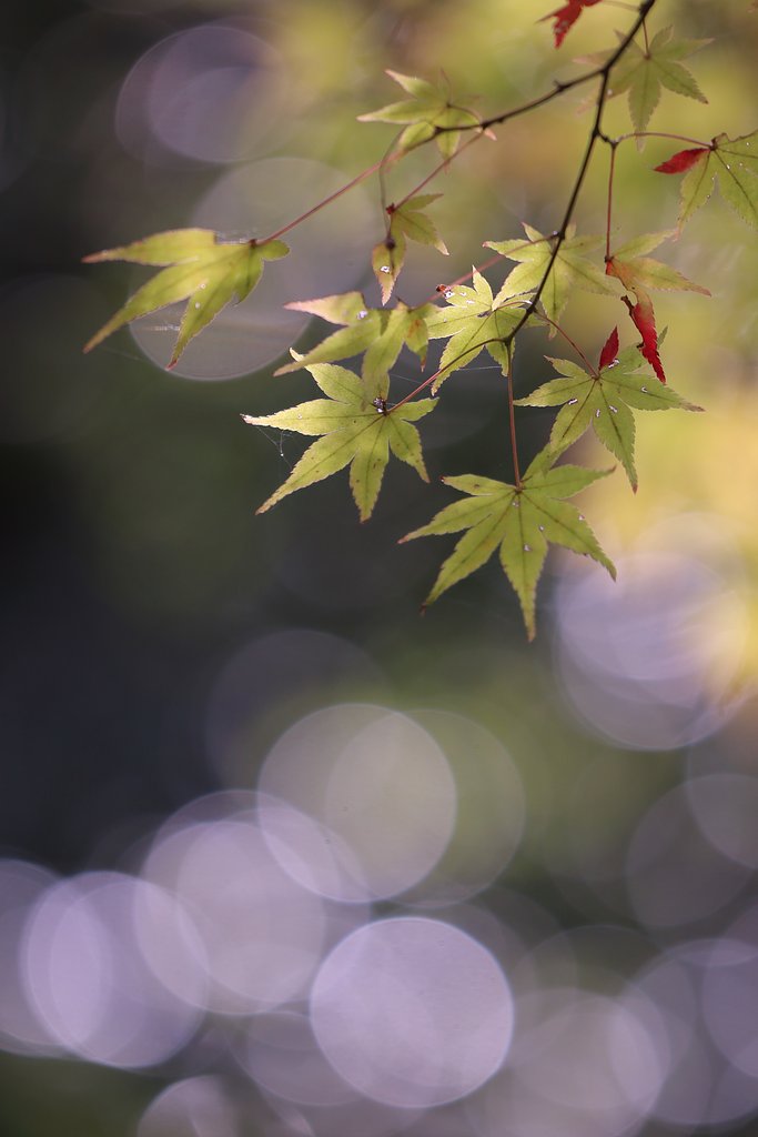 三瀧寺・あすなろ紅葉