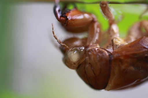 Tamron 90mm f2.8 macro 172E