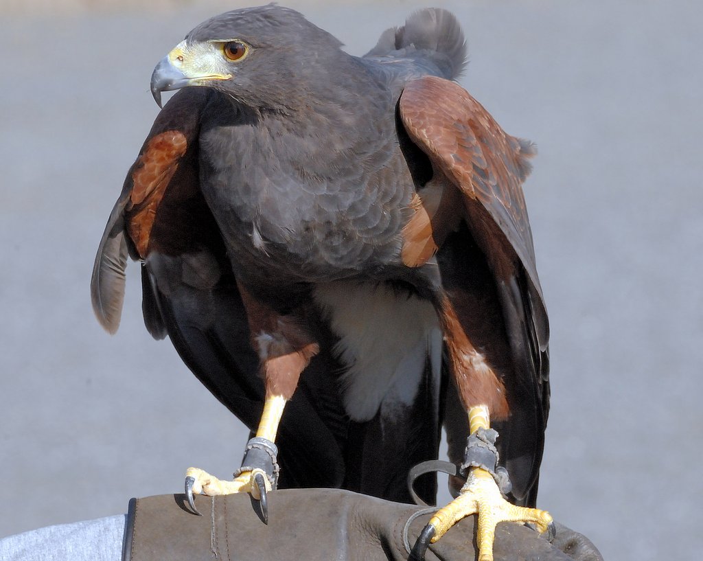 モモアカノスリ(Harris Hawk)