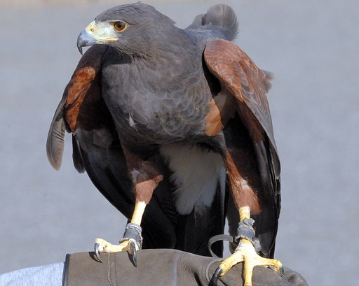 モモアカノスリ(Harris Hawk)